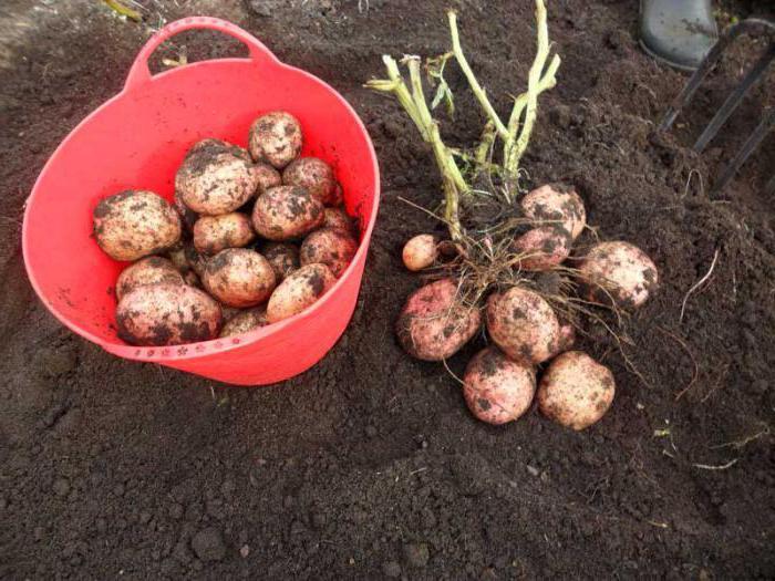 Кофа с два храста