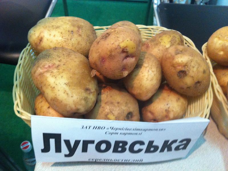 Сорт Луговской