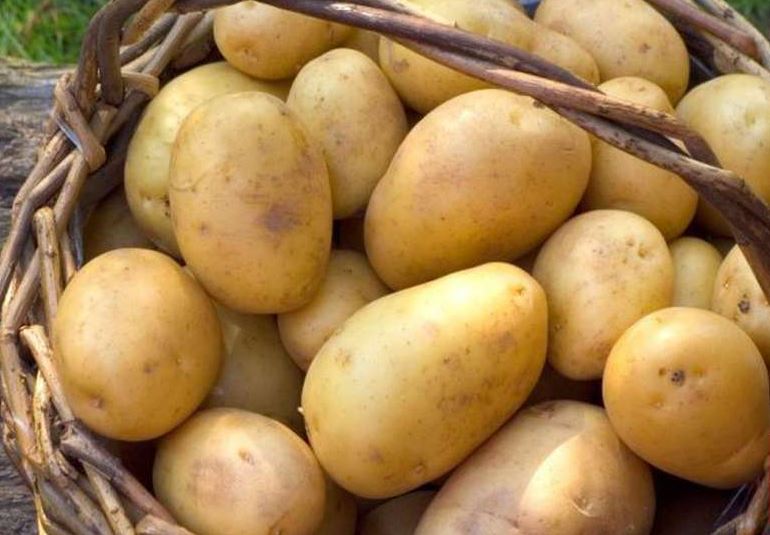 Клубени от сорта Прикеулски