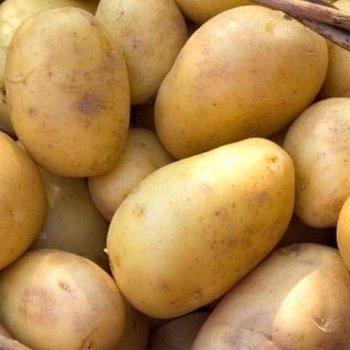 Сорт картофи Приекулски