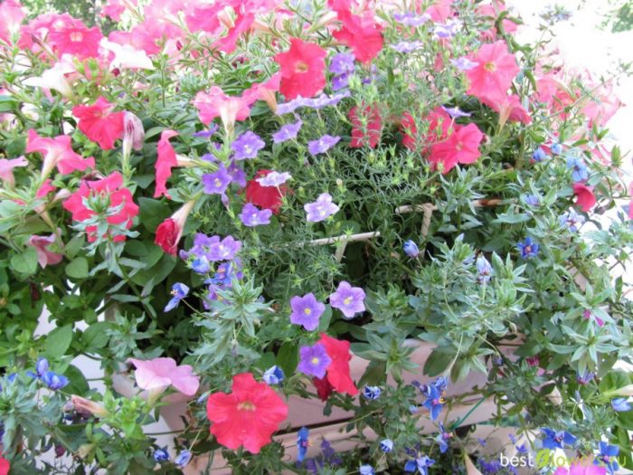 Разположение на Нирембергия