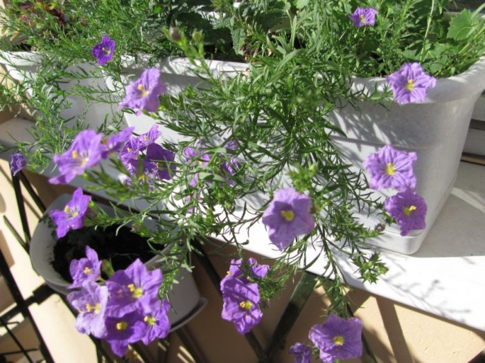 Начало на цъфтежа