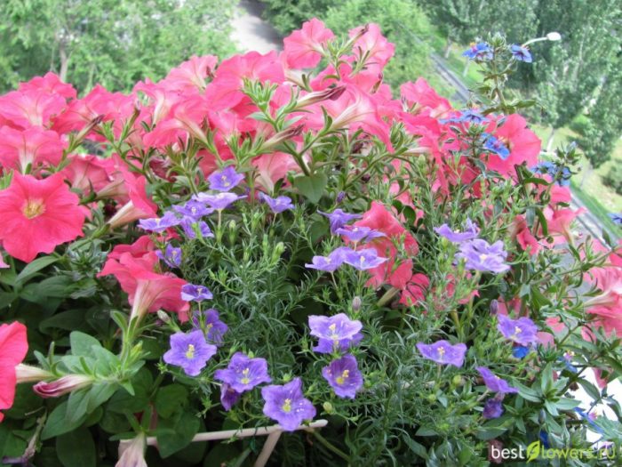 Нирембергия на балкона