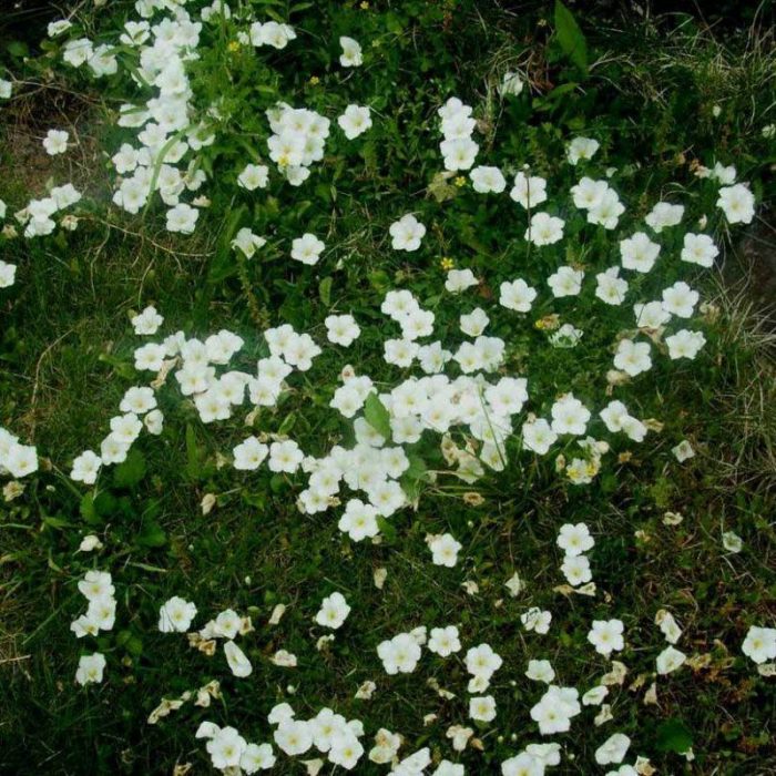 Нирембергия репенс