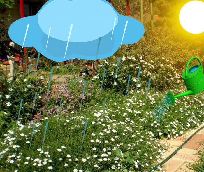 Поливане на Нирембергия