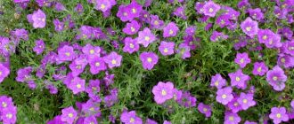 Нирембергия