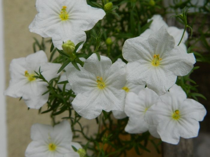 Каскадна Нирембергия