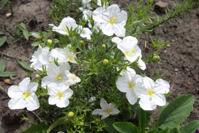 Разнообразие от блестящи кристали