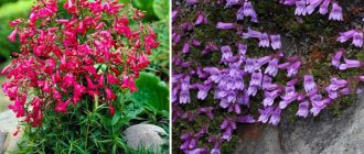 Разни пенстемон