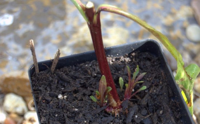 Кълнове от пенстемон