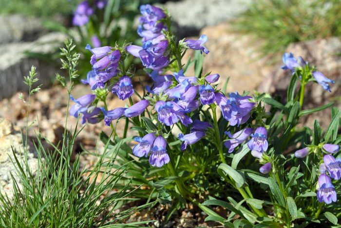 Алпийска гледка