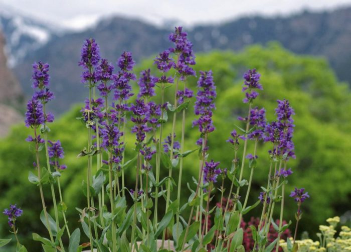 Пенстемон глаукосус