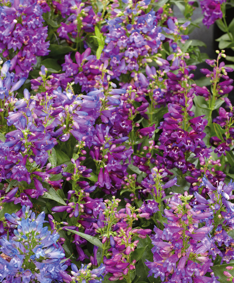 Сорт Пина Колада