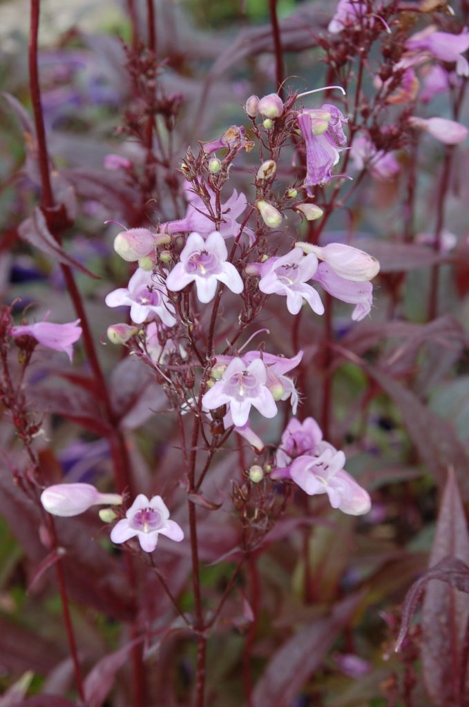 Разнообразие от Покахонтас