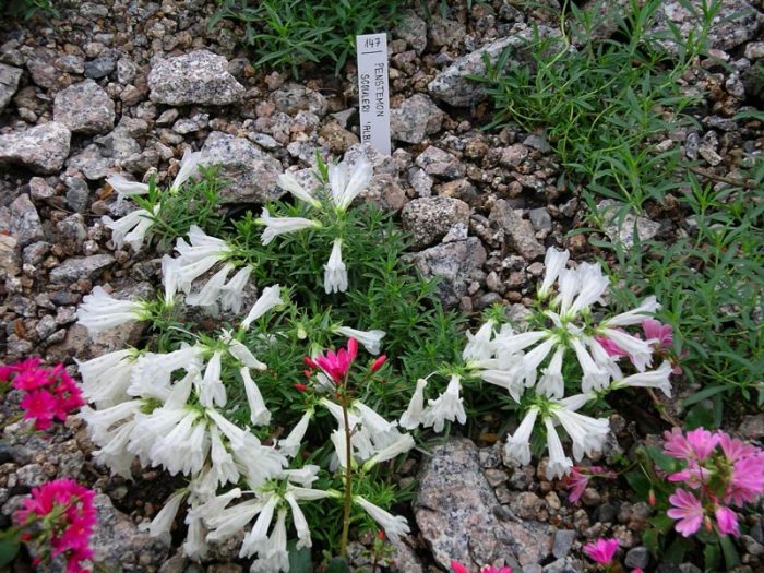 Пенстемон скулери