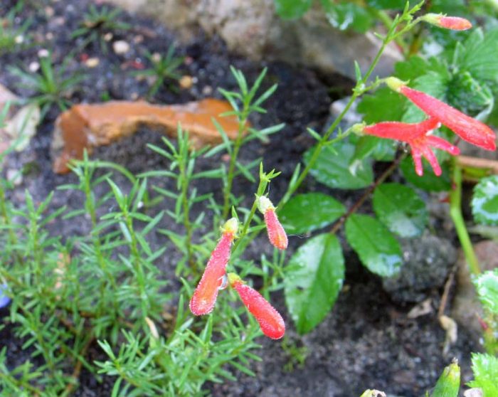 Борови видове