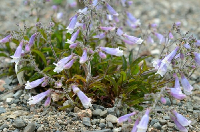 Космат пенстемон