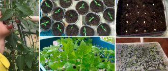 Засяване на домати