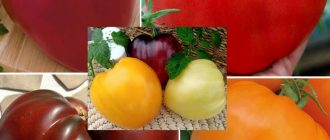 Сорт домати Бичево сърце