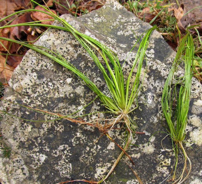 Разделяне на храста