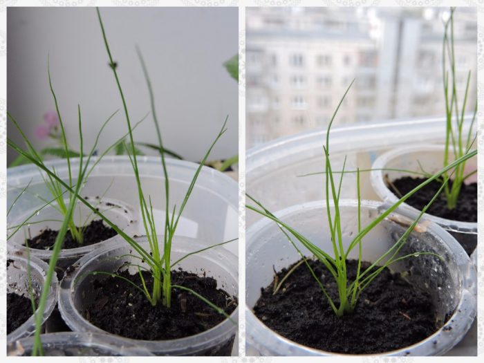 Как расте Изолепис