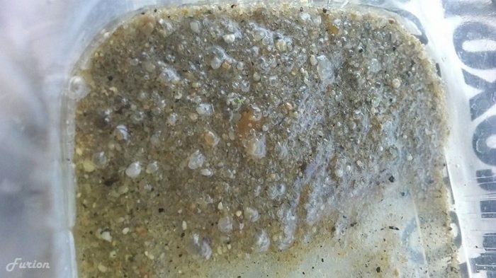 Семената се удавиха