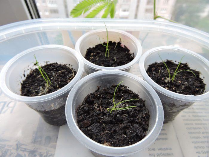 Пресадени разсад