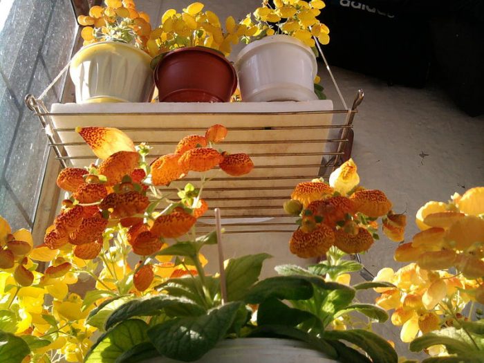 Цветя на балкона