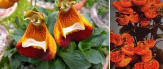 Калцеолария