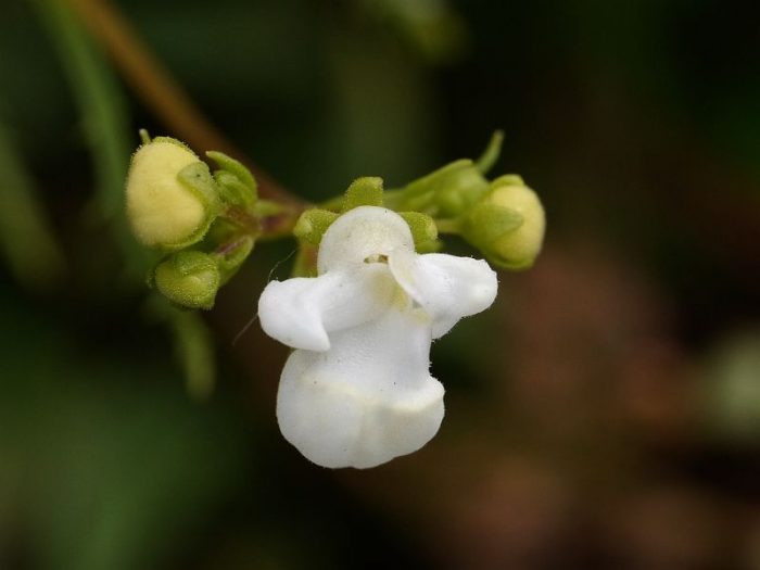 Бяла калцеолария