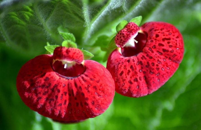 Калцеолария Аида