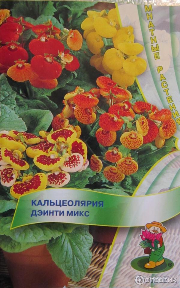 Семена от калцеолария