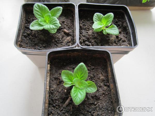 Отгледани семена