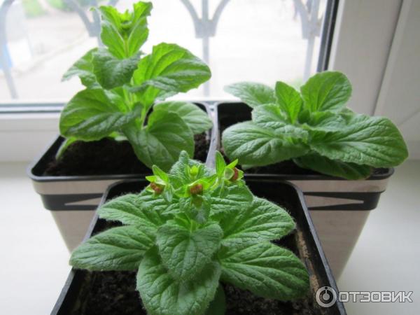 Възрастни екземпляри