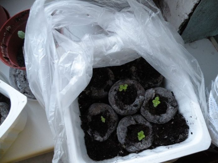 Калцеолария в торфени таблетки