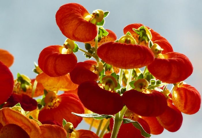 Разнообразие от залез