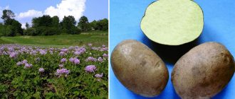 Храсти и грудки на картофите Бриз