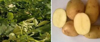 Невски картофи