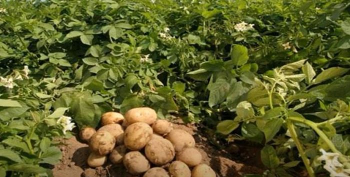 Реколта от сорта Невски