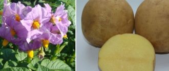 Картофи Уладар