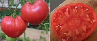 Сортът Абакански розов на храста и в разрез