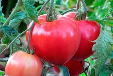 Абакански розов сорт на храст