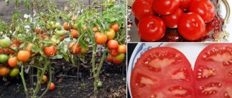 Домати Агата