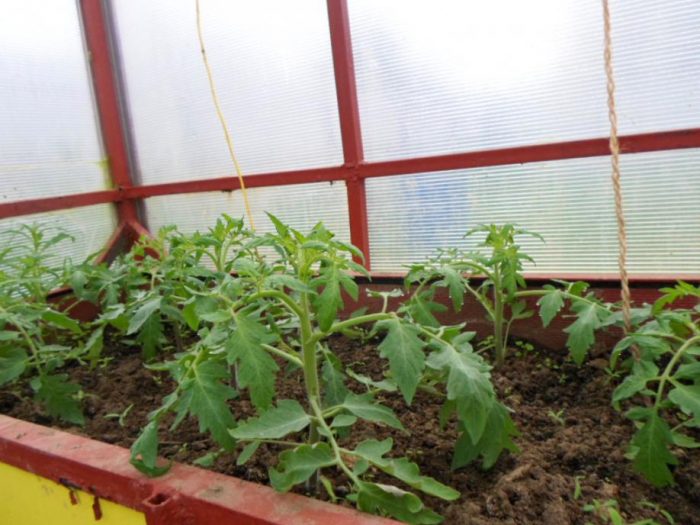 Домат Агата в оранжерия