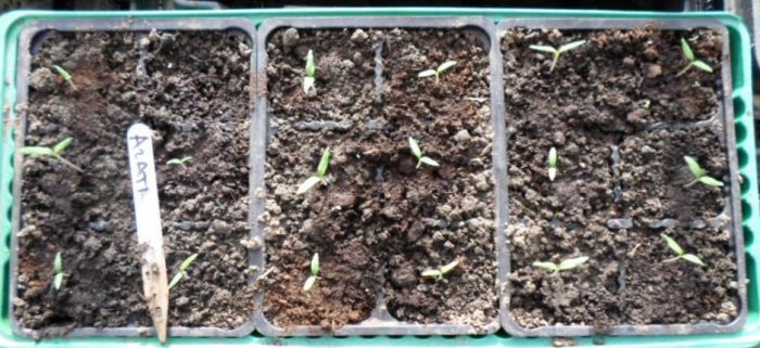 Покълнали семена