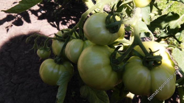 Зелени домати Агата