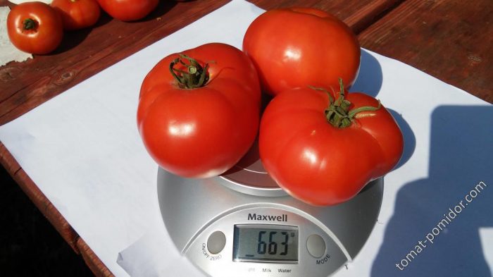 Претегляне на узрели плодове