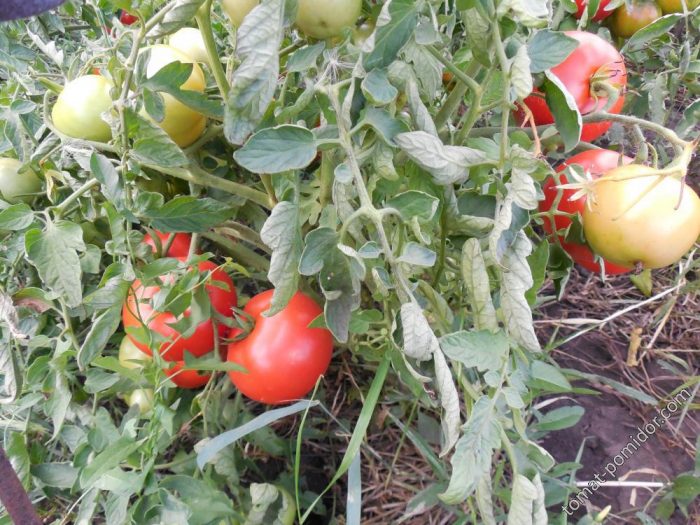 Храсти от сорта Агата