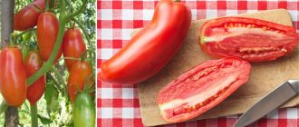 Сорт домати Скарлет Мустанг