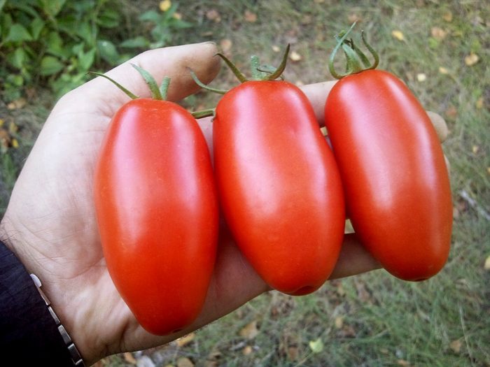 Ώριμα φρούτα